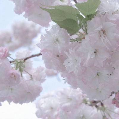 城区福瑞交流群